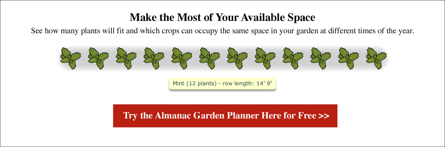 Mint Planting, Growing, and Harvesting Mint Plants The Old Farmer's